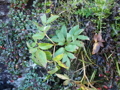 Angelica morrisonicola