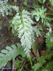 Asplenium ritoense