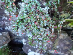 Cotoneaster apiculatus
