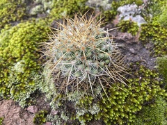 Mammillaria discolor
