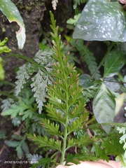 Asplenium ritoense