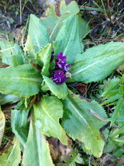 Primula miyabeana