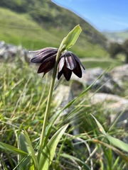 Fritillaria biflora