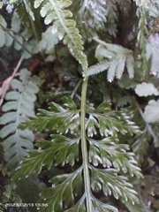 Asplenium ritoense
