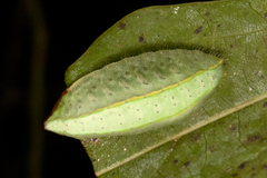 Hampsonella arizana