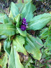 Primula miyabeana