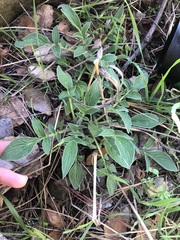 Phacelia imbricata