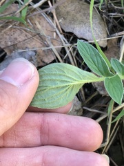 Phacelia imbricata