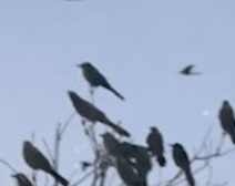 Quiscalus mexicanus