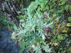 Cirsium arisanense