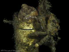 Leptomithrax gaimardii