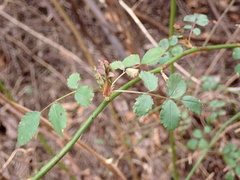 Rose rosette emaravirus