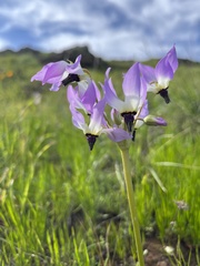 Primula clevelandii