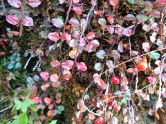 Cotoneaster apiculatus