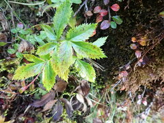 Angelica morrisonicola