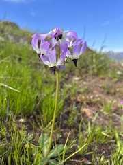 Primula clevelandii