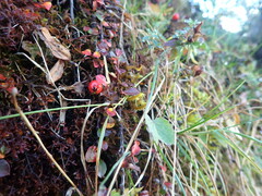 Cotoneaster apiculatus