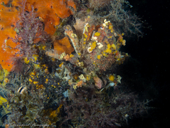 Leptomithrax gaimardii