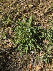 Phacelia imbricata