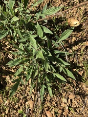 Phacelia imbricata