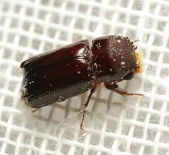Bostrichidae