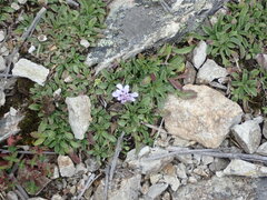 Scabiosa lacerifolia