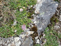 Scabiosa lacerifolia