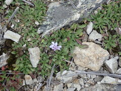 Scabiosa lacerifolia