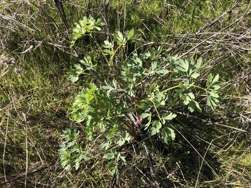 Image of Lomatium californicum by (c) Kyle Elshoff, some rights reserved (CC BY)