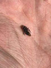 Andrena cerasifolii