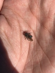 Andrena cerasifolii
