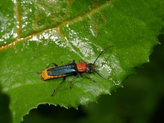 Chauliognathus tricolor