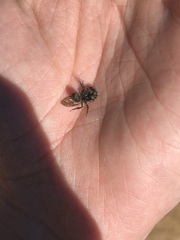 Andrena cerasifolii