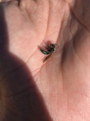 Andrena cerasifolii