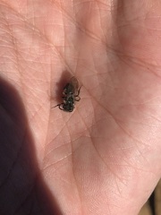 Andrena cerasifolii