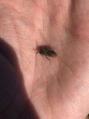 Andrena cerasifolii