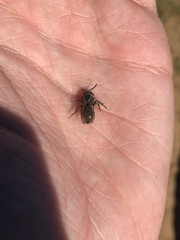 Andrena cerasifolii