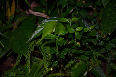 Lysimachia capillipes