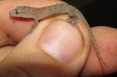 Hemidactylus kushmorensis