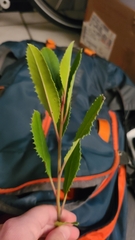 Heteromeles arbutifolia