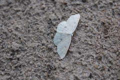 Cyclophora albipunctata