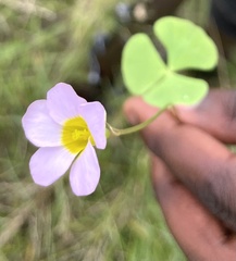 Oxalis obliquifolia