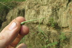 Schizocephala bicornis