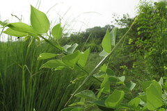 Schizocephala bicornis