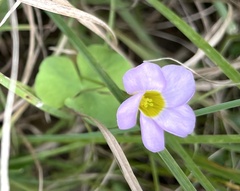 Oxalis obliquifolia