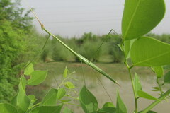 Schizocephala bicornis