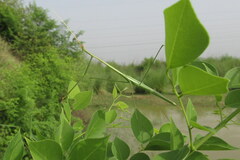 Schizocephala bicornis