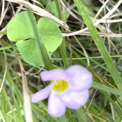 Oxalis obliquifolia