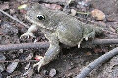 Duttaphrynus stomaticus