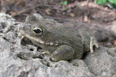 Duttaphrynus stomaticus